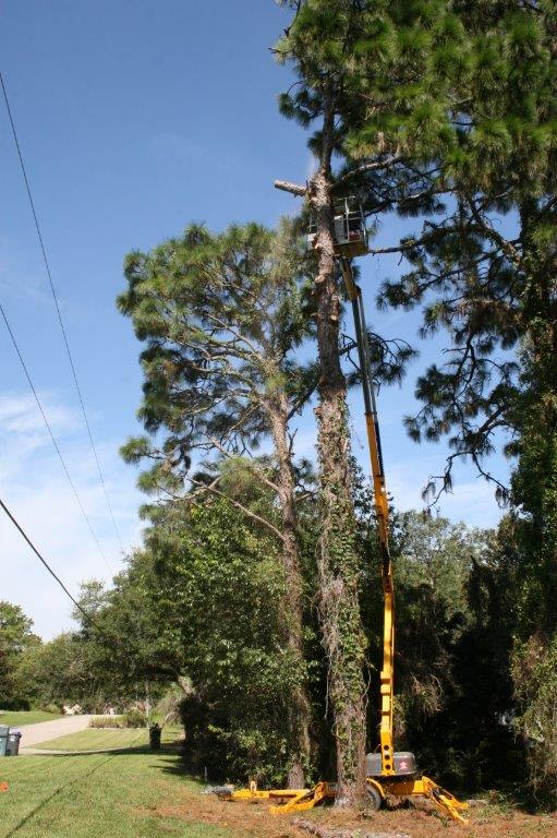 03 Cutting down tall pines one piece at a time